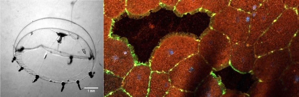 Scientists reverse-engineering jellyfish wound healing for potential biotech applications