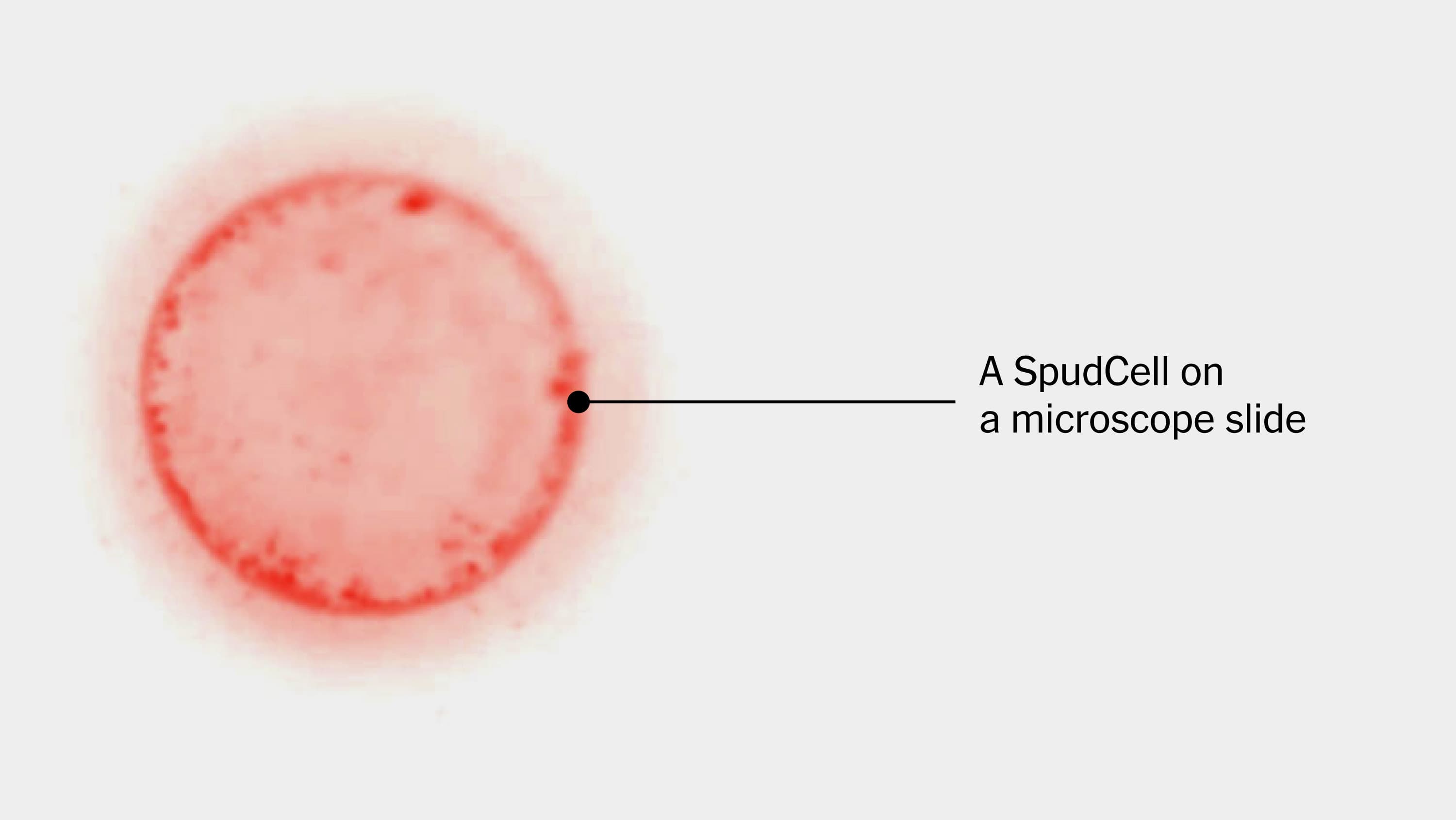 Synthetic cell that feeds, grows, and reproduces itself